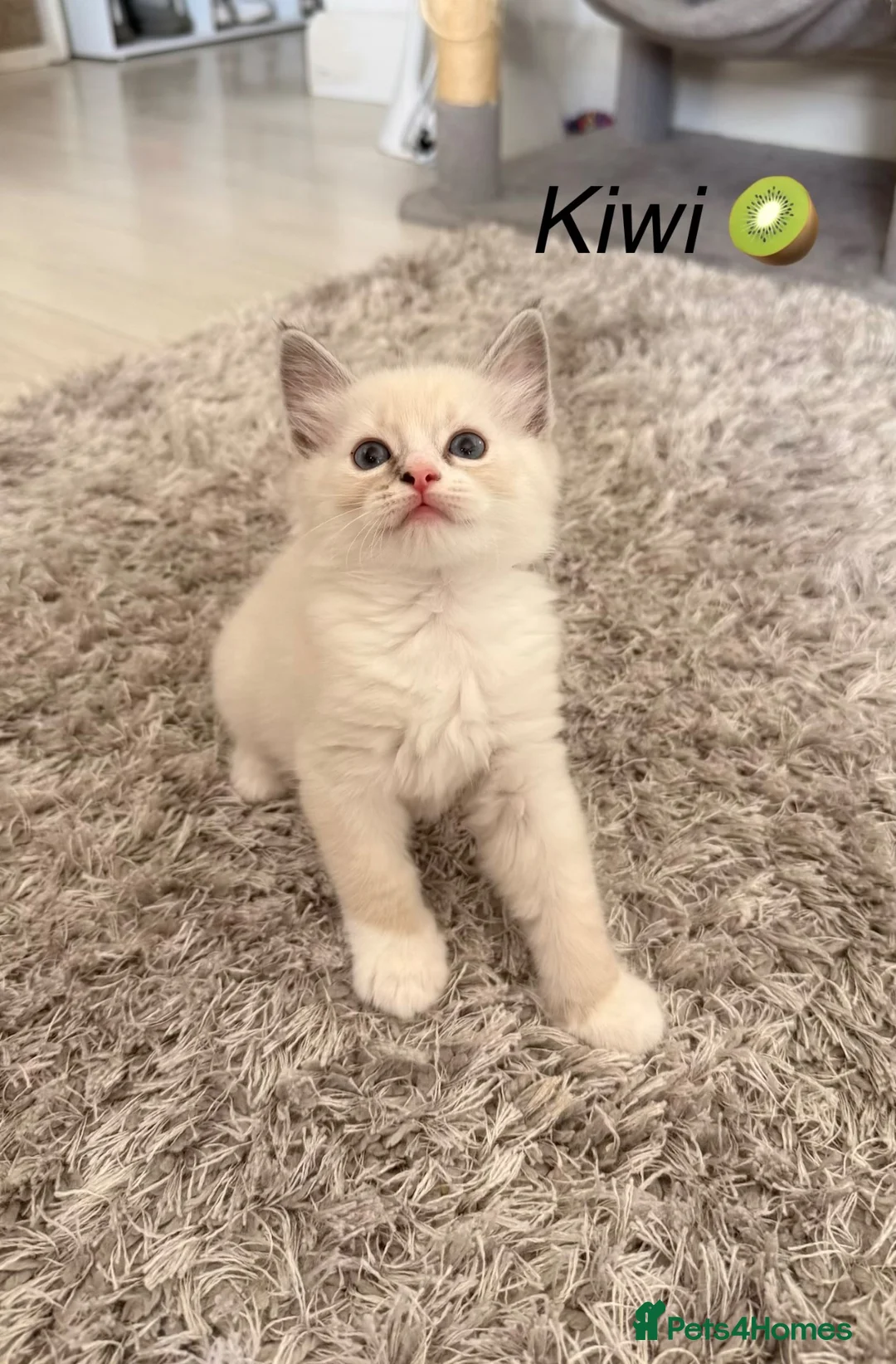 Siberian cats for sale: Beautiful Siberian Kittens – 3 Girls & 4 Boys 💙🩷 - Advert 27