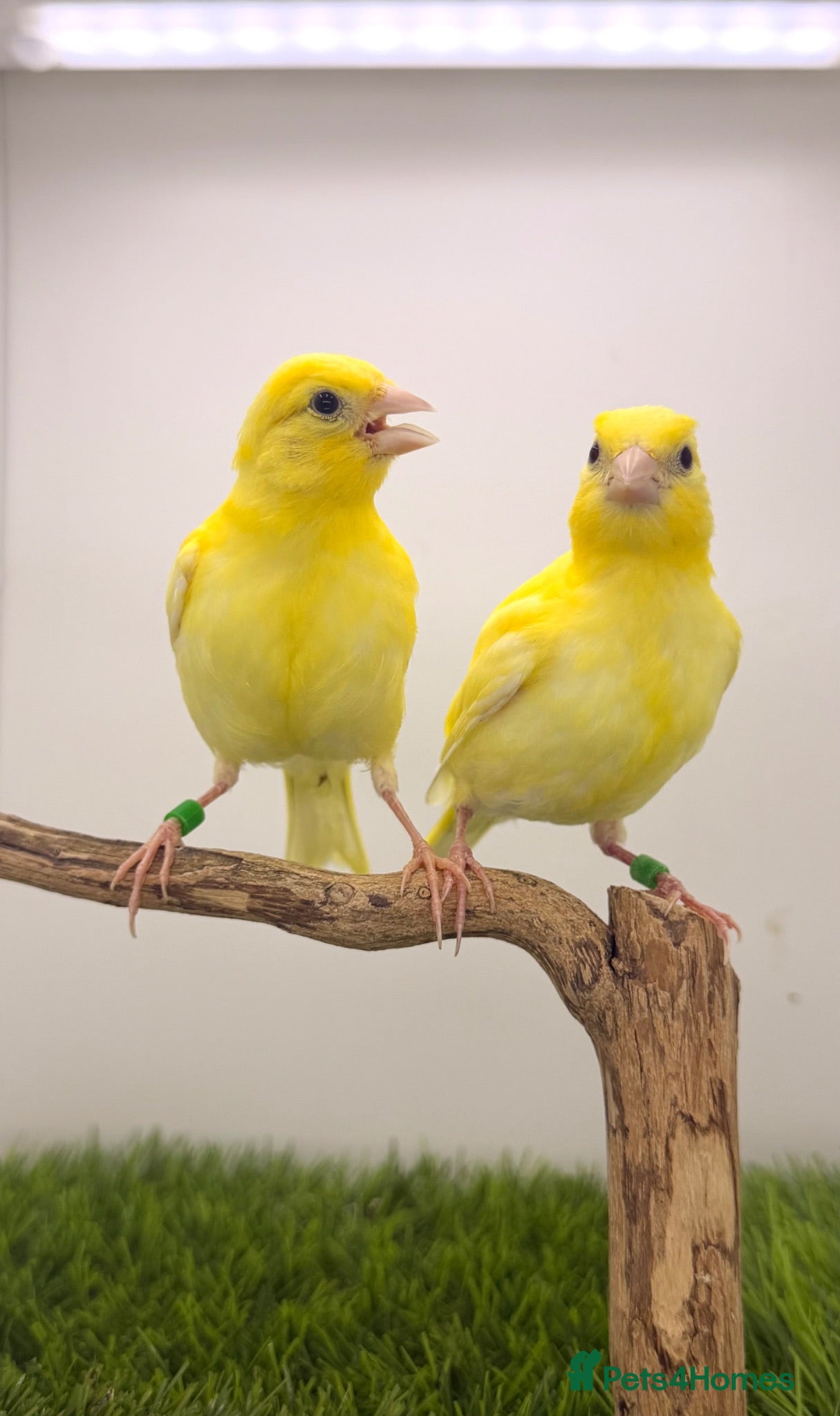 Canaries birds x6 young canaries available  - Advert 6