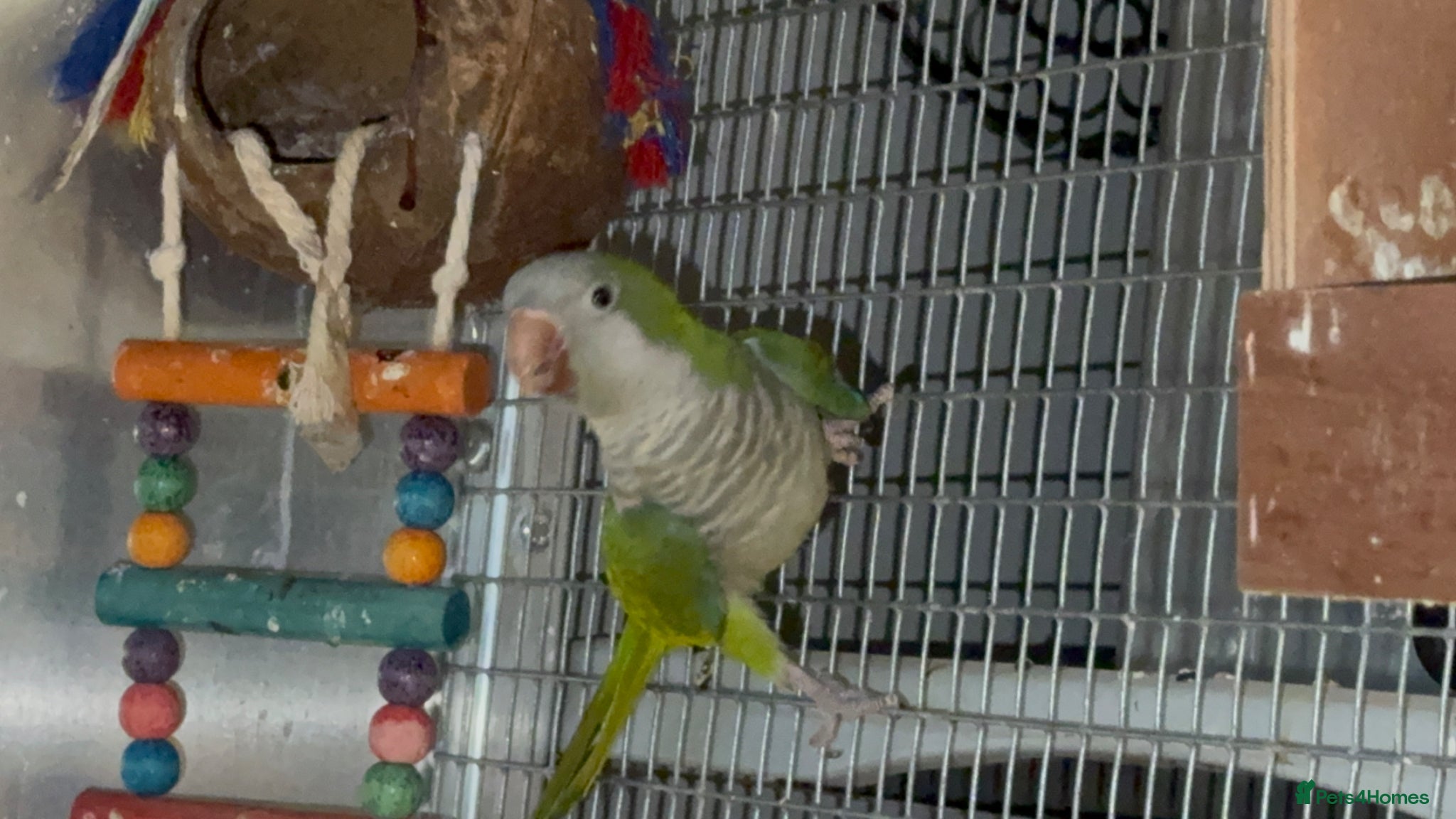 Budgerigars birds Quaker Parrot  - Advert 4