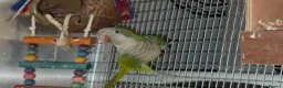 Budgerigars birds for sale: Quaker Parrot  - Advert 1