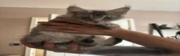 Maine Coon cats for sale: One beautiful full Maine Coon Girl - Advert 11