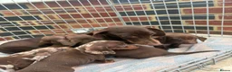 Dachshund dogs for sale: Miniature dachshund puppies  - Advert 7
