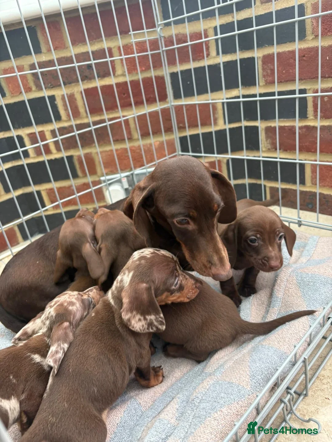 Dachshund dogs for sale: Miniature dachshund puppies  - Advert 7