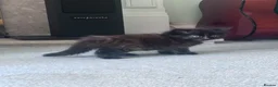 Persian cats for sale: The most adorable cross Persian kittens.  - Advert 13