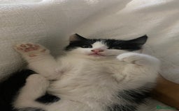 Mixed Breed cats for sale: Mixed breed ragdoll kittens  - Image 6