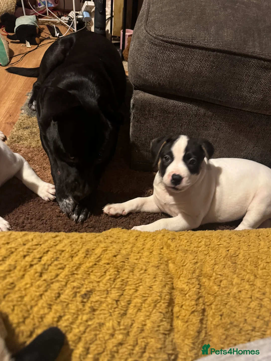 Mixed Breed dogs for sale: Puppys for sale  - Advert 6