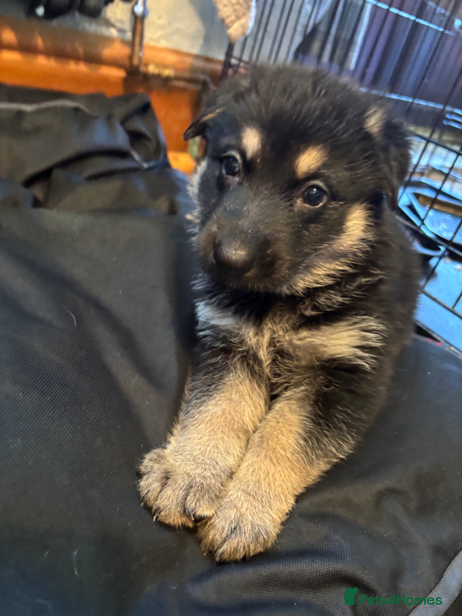 German Shepherd dogs Last 2 remaining German shepherd puppies.  - Advert 7