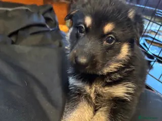 German Shepherd dogs Last 2 remaining German shepherd puppies. - Advert 8