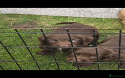 Sprocker dogs for sale: Sprocker Spaniels - Advert 3