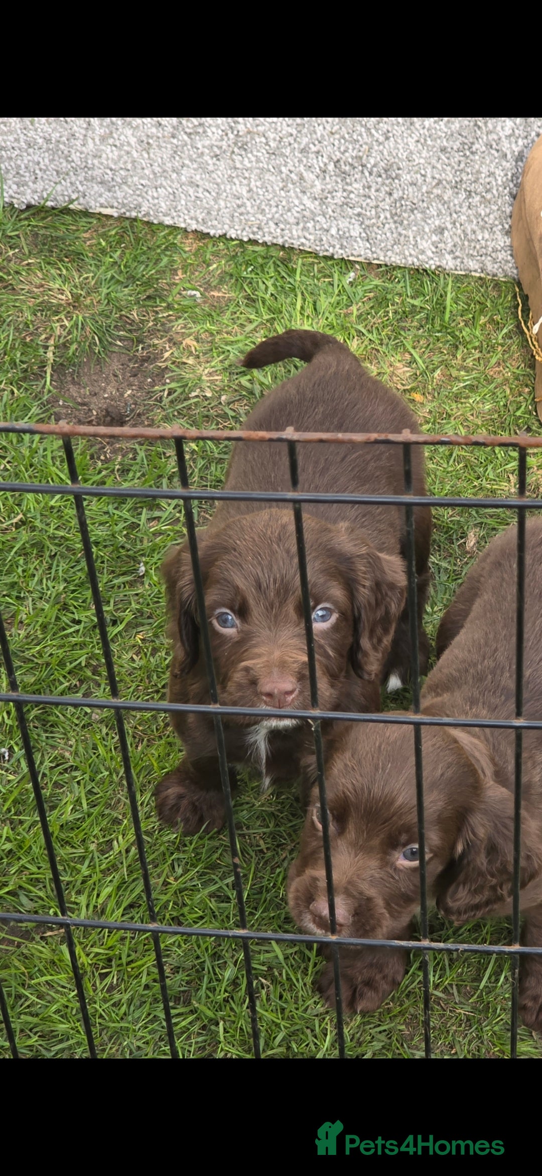 Sprocker dogs for sale: Sprocker Spaniels - Advert 3