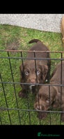 Sprocker dogs Sprocker Spaniels - Advert 4