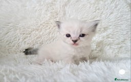 Ragdoll cats for sale: Fluffdoll Ragdoll Kittens 🥰 - Image 6