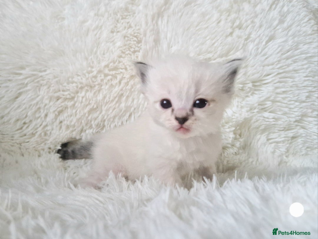 Ragdoll cats for sale: Fluffdoll Ragdoll Kittens 🥰 - Image 6