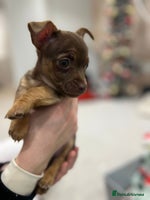 Jack Russell dogs miniature jack russell pups for sale - Advert 2