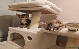 Maine Coon cats for sale: Maine Coon (parents not registered - family pet) - Image 7