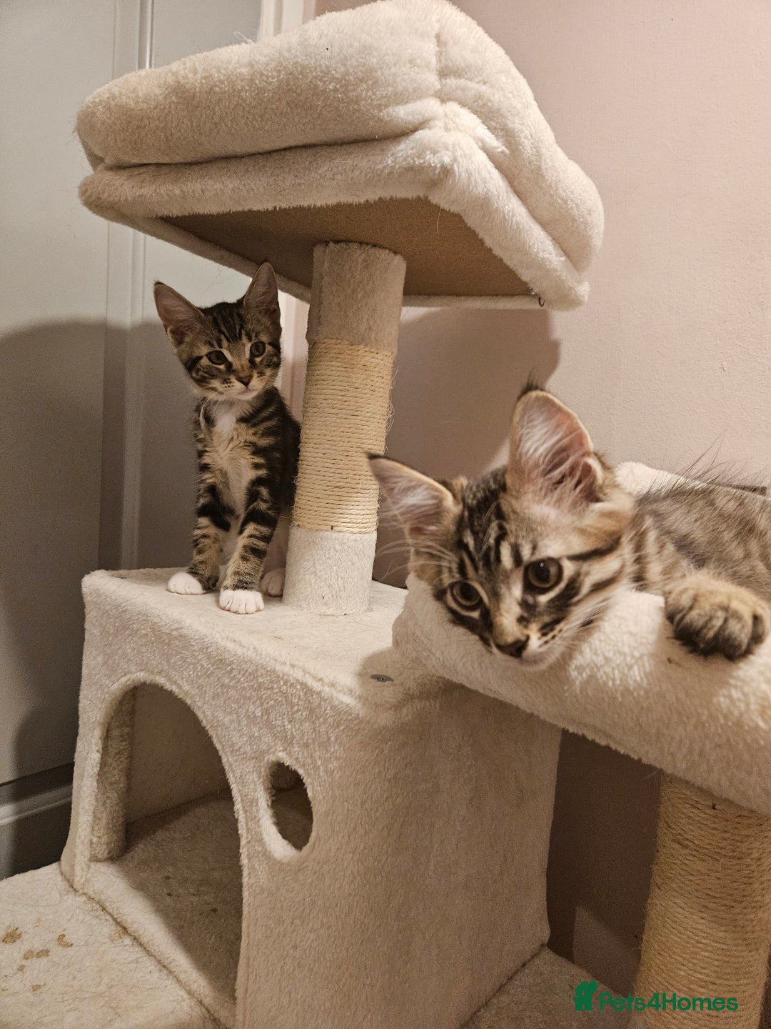 Maine Coon cats for sale: Maine Coon (parents not registered - family pet) - Image 7