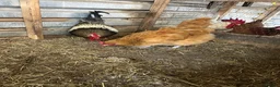 Chickens poultry for sale: Light Sussex/buff Sussex pair in Hartlepool - Advert 3
