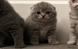 Scottish Fold cats for sale: Scottish fold and Scottish straight kitten - Advert 20