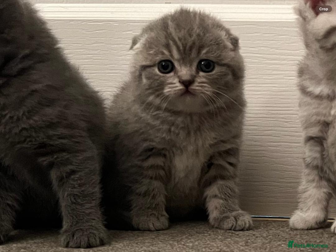 Scottish Fold cats for sale: Scottish fold and Scottish straight kitten - Advert 20