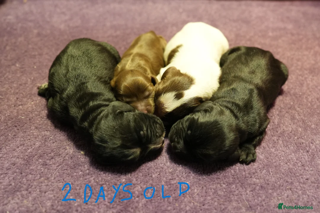 Cocker Spaniel dogs for sale: 1 BLACK MALE LEFT. Working cocker spaniel KC reg  - Advert 2