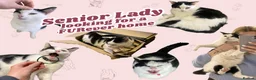 Domestic Shorthair cats for sale: Mouse - looking for her retirement home - Advert 3