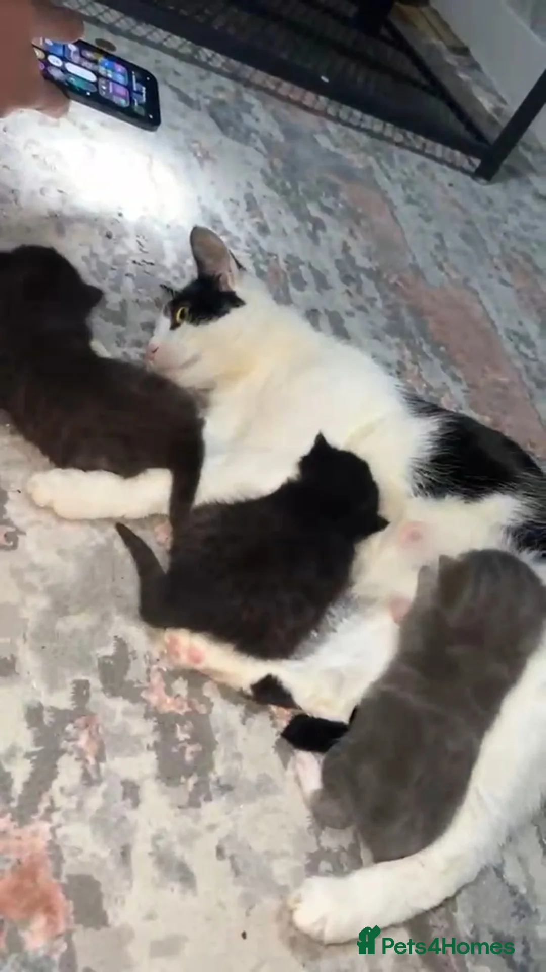 British Shorthair cats for sale: British Shorthair Cross - Advert 2