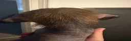 Chinese Crested dogs for sale: Hairless Chinese Cresteds  - Advert 19