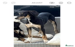 Mixed Breed dogs for sale: Lovely pup for sale - Image 1