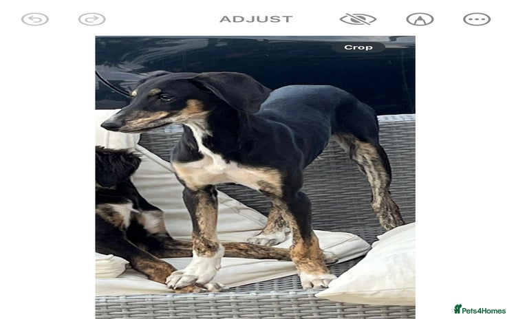 Mixed Breed dogs - Advert 1