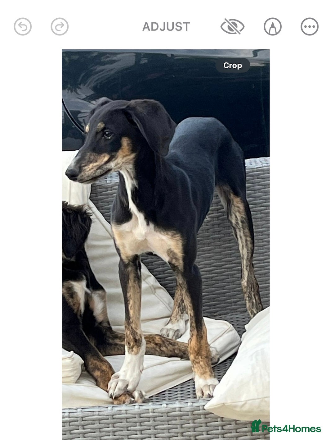 Mixed Breed dogs for sale: Lovely pup for sale - Image 1