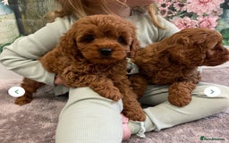Cavapoo dogs for sale: 7 perfect f1b cavapoo’s. Fully dna & health clear. - Image 3