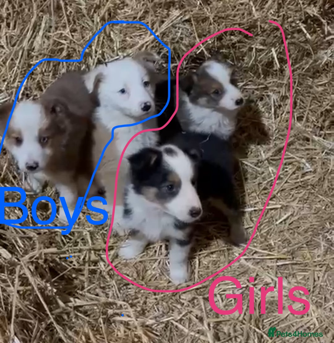 Mixed Breed dogs for sale: 4 collie x welsh collie pups  - Advert 6