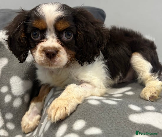 Cavalier King Charles Spaniel dogs - Advert 6