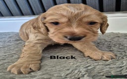 Cocker Spaniel dogs for sale: Working Cocker Spaniel Puppies for Sale - Image 23