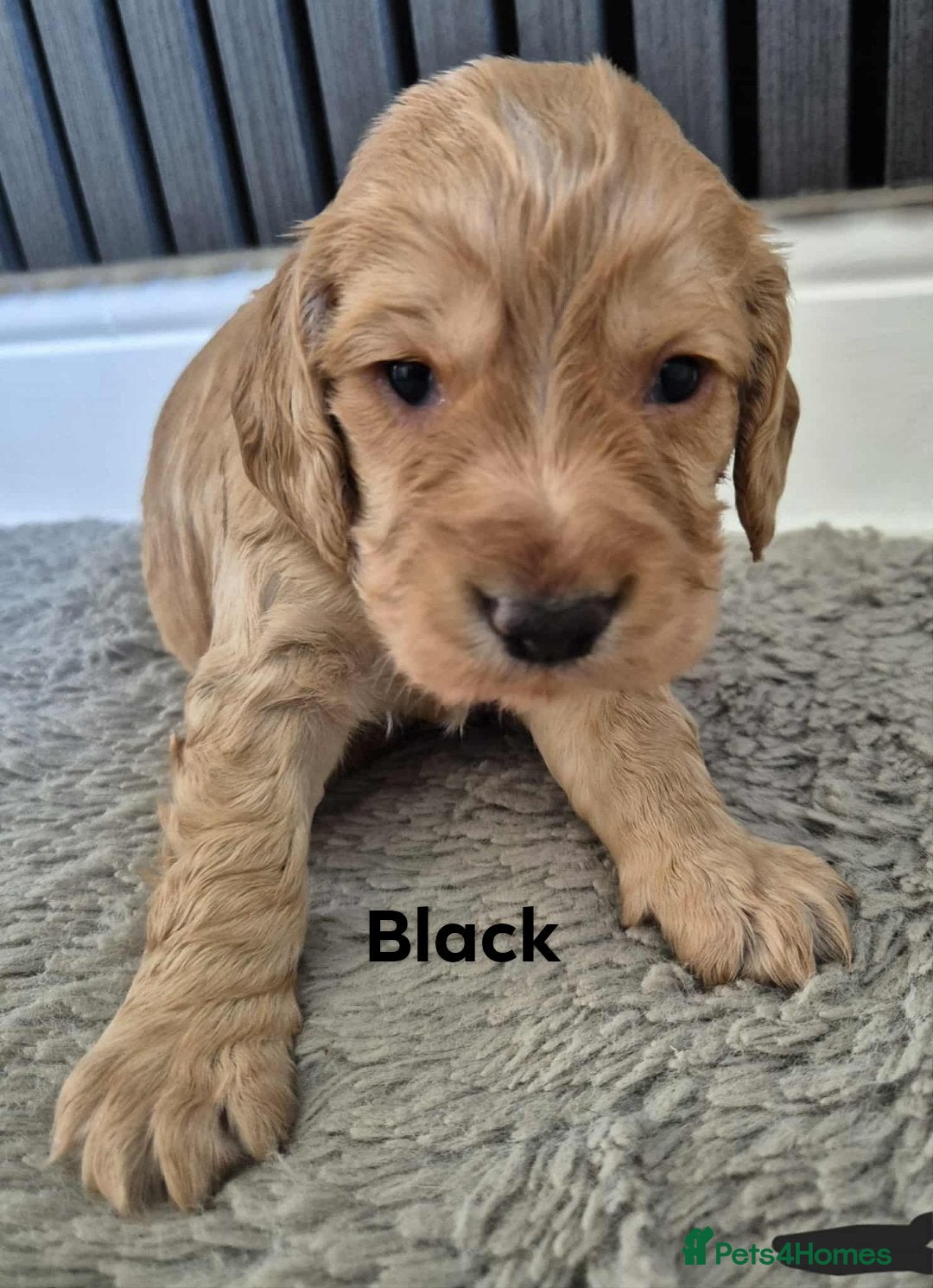 Cocker Spaniel dogs for sale: Working Cocker Spaniel Puppies for Sale - Image 23