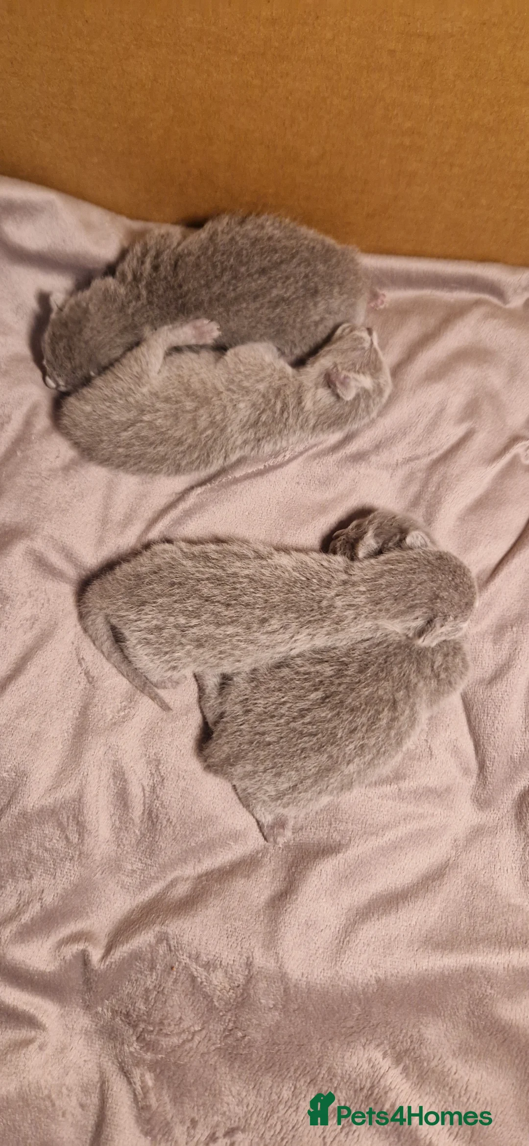 Russian Blue cats for sale: Stunning Russian Blue TICA kittens in Bristol - Advert 2