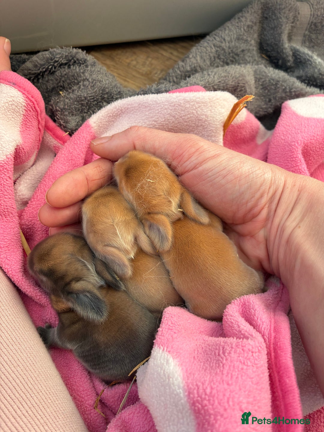 Mini Lop rabbits for sale: Mini lop bunnies looking for forever homes  - Advert 12