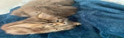 Mixed Breed cats for sale: 3 gorgeous kittens available  - Advert 4