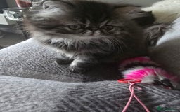 Persian cats for sale: Beautiful  persian kitten.  - Image 5