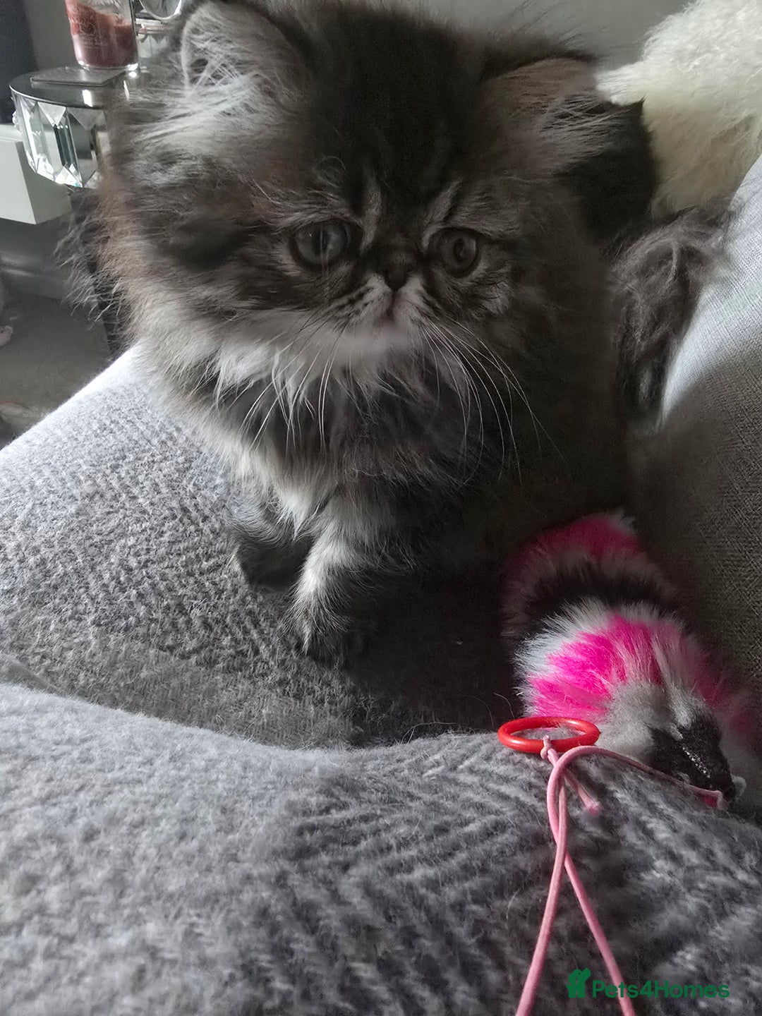 Persian cats for sale: Beautiful  persian kitten.  - Image 5