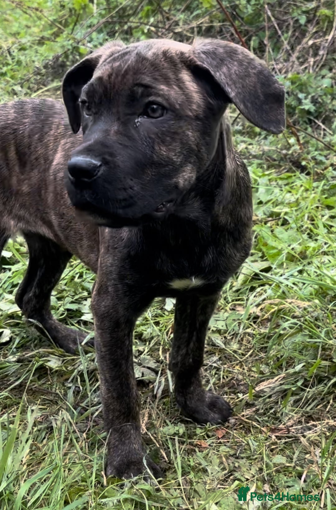 Mixed Breed dogs for sale: Cane Corso/Presa Canario Molloser dogs  - Image 20