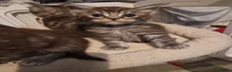 Maine Coon cats for sale: Gorgeous mainecoon kittens available  in Cleckheaton - Advert 7