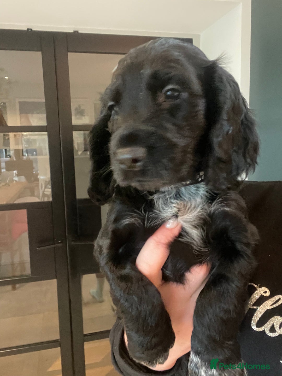 Cocker Spaniel dogs for sale: 2 working cocker puppies  - Advert 14
