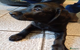Labrador Retriever dogs for sale: Labrador puppies looking for their forever home. - Image 2