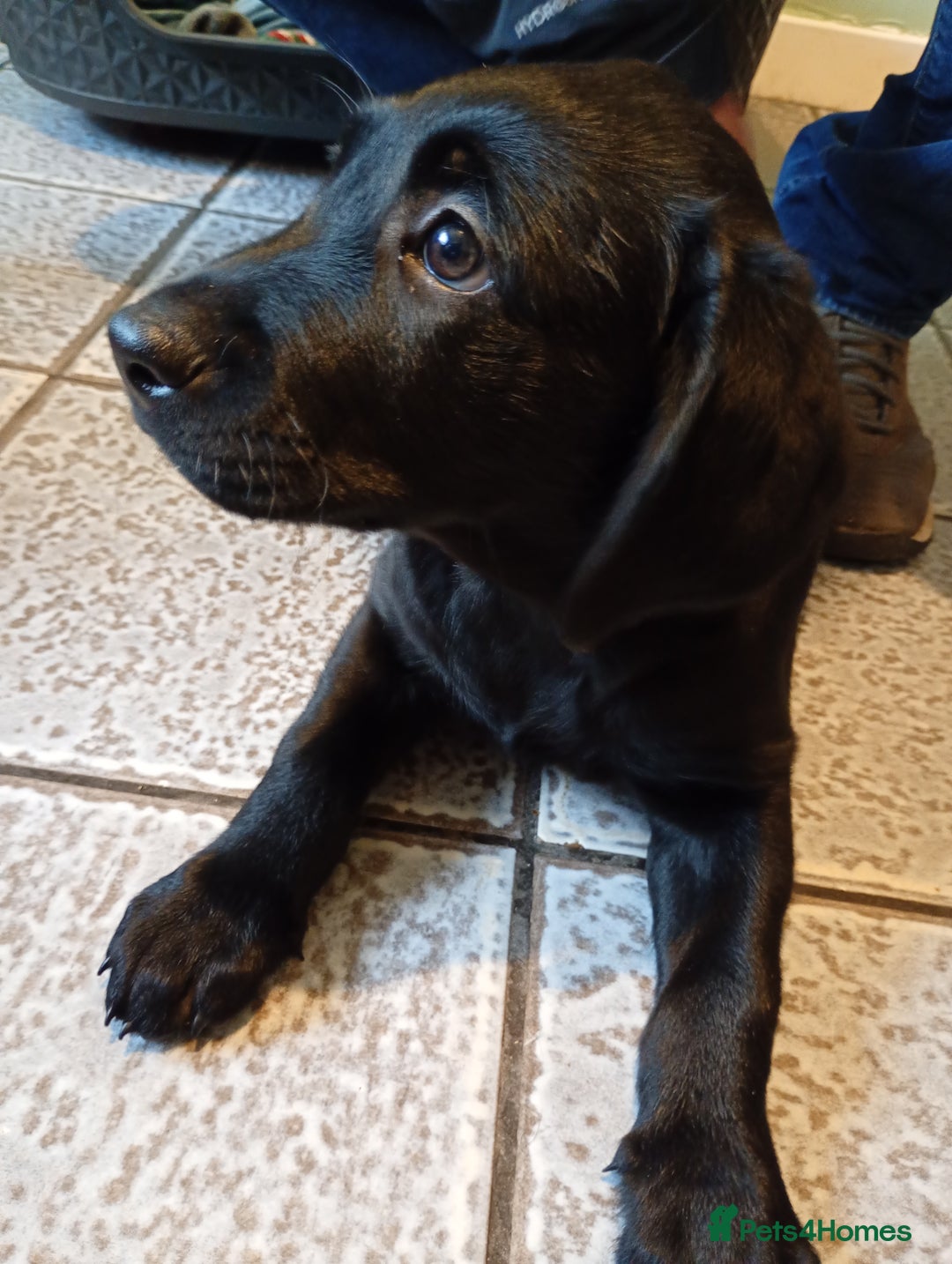 Labrador Retriever dogs for sale: Labrador puppies looking for their forever home. - Image 2