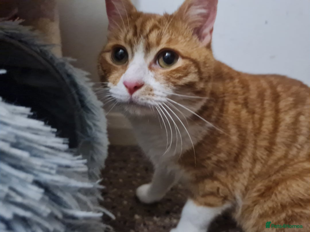 Mixed Breed cats for sale: 2 ginger cats looking for a home (for free) - Advert 5