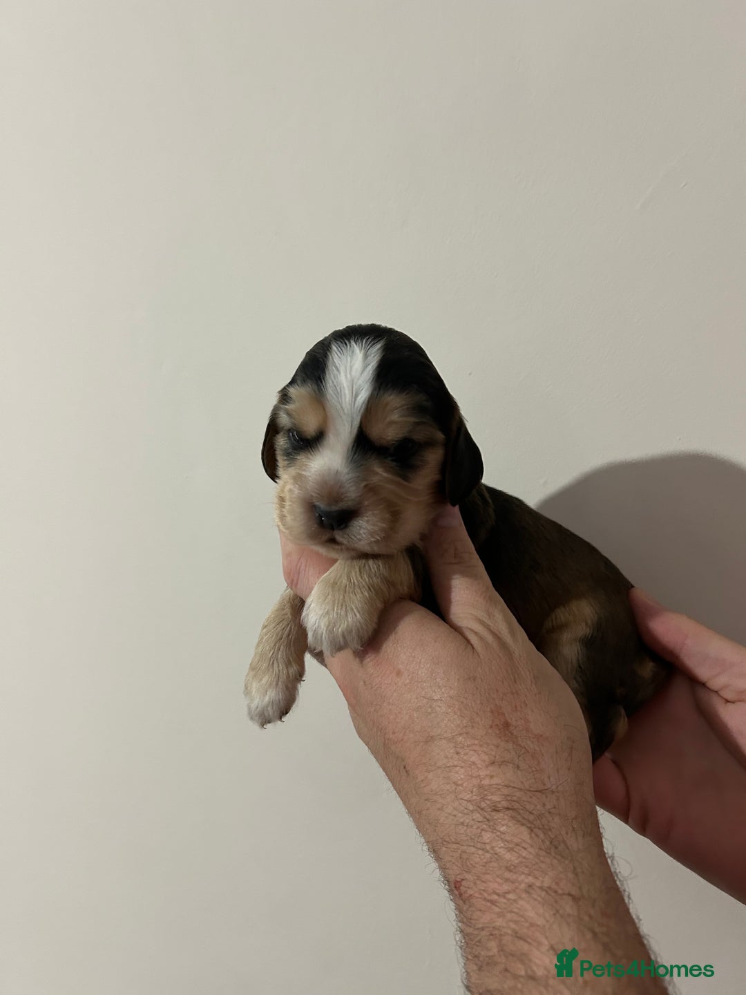 Cocker Spaniel dogs for sale: Gorgeous shoe type cocker spaniel  - Image 6