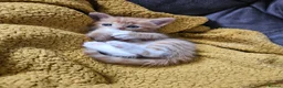 Mixed Breed cats for sale: GINGER TABBY KITTENS - Advert 4