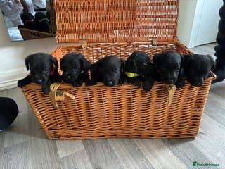 Lakeland Terrier dogs Lakeland terriers puppies - Advert 2
