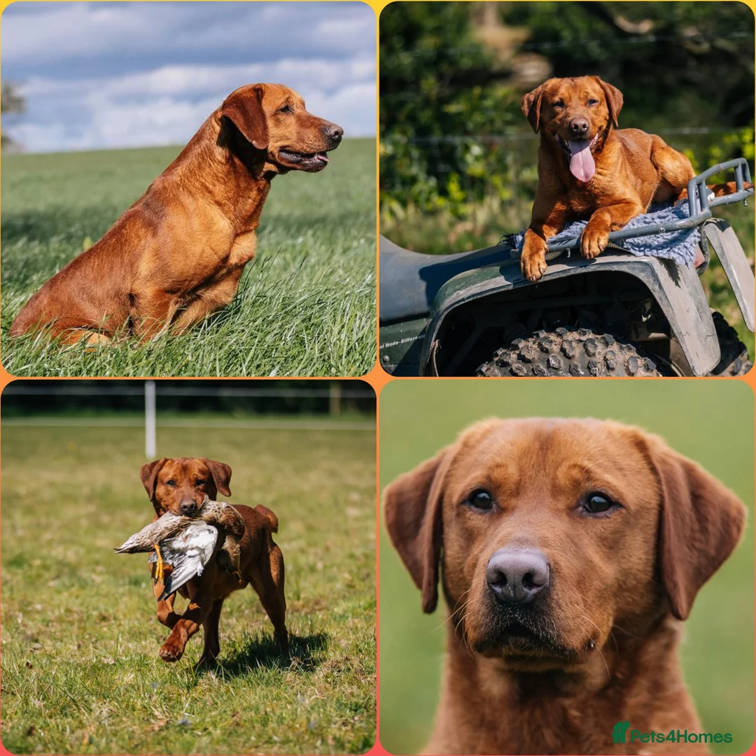 Labrador Retriever dogs for sale: KC registered Fox Red Lab Puppies due April 2026 - Advert 4